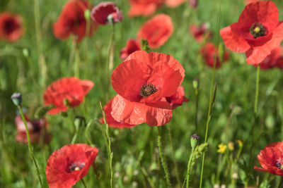 Close-up of red poppy flowers growing on field