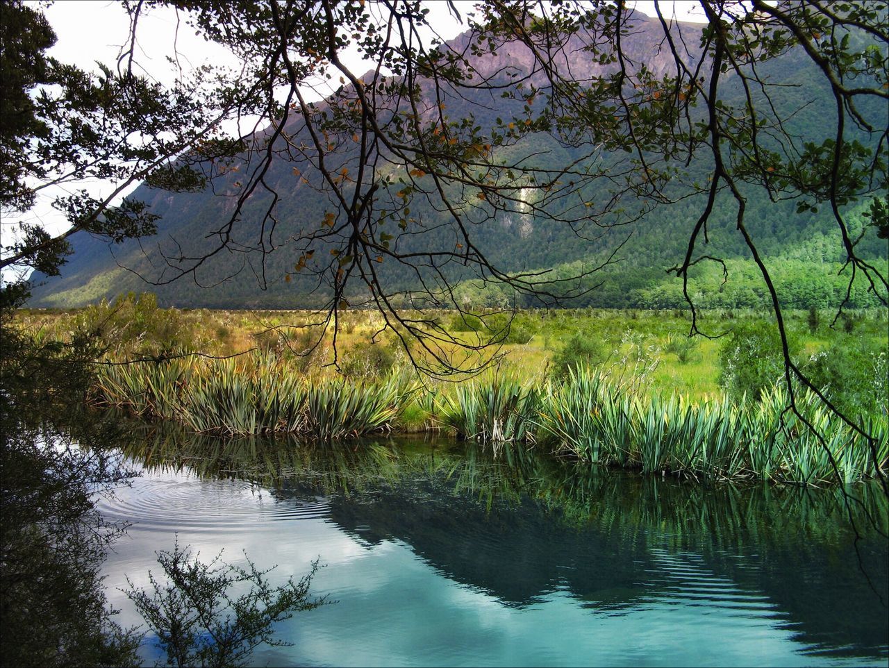 tree, reflection, nature, tranquil scene, tranquility, water, beauty in nature, lake, scenics, grass, outdoors, forest, no people, landscape, day, growth, travel destinations, sky, branch