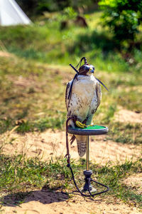 Bird perching on a field