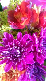 High angle view of pink flowering plant