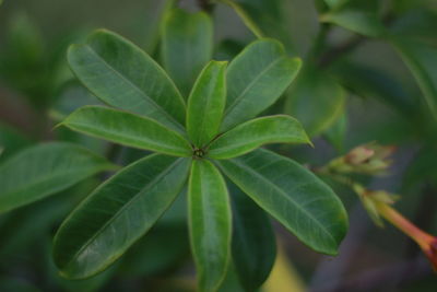 High angle view of green leaves