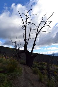 Bare trees on landscape against sky