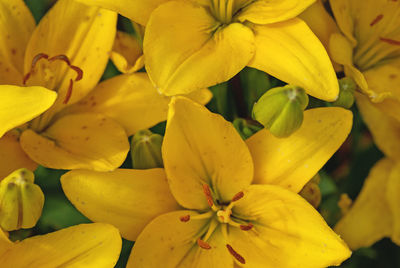 Yellow saffron lily or fire lily - lilium bulbiferum - full frame shot
