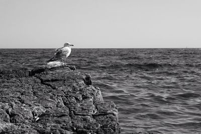 Bird perching on rock by sea against clear sky