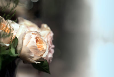 Close-up of rose against blurred background