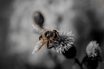 Close-up of bee on flower