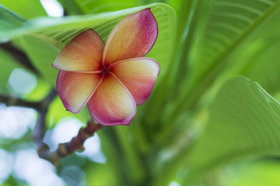 Close-up of flowering plant