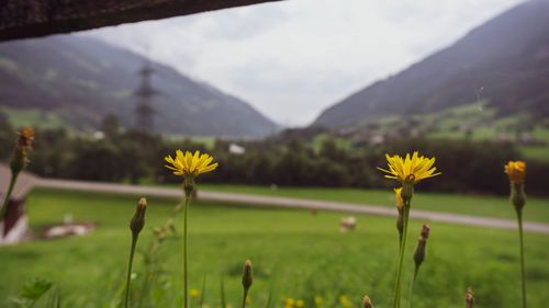 Close-up of yellow flowering plant on field