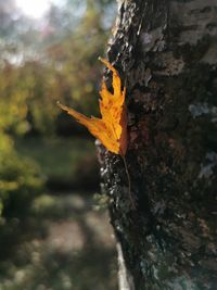 Close-up of maple leaf on tree trunk