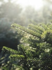 Close-up of fresh green plants in forest