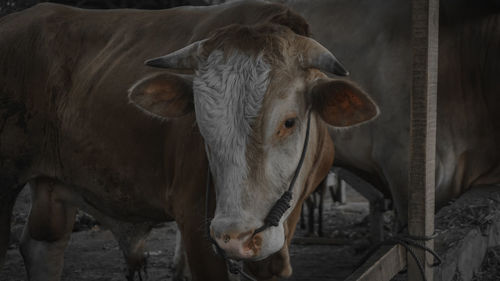 Cows standing in a horse