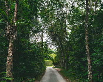 Natural tunnel through the rainforest trees in a village.