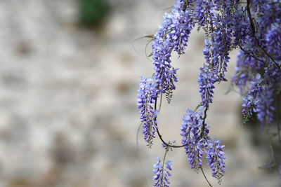 Close-up of purple flowering plant