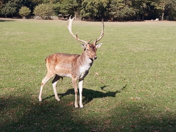 Deer standing on field