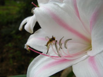 Close-up of ant on orchids