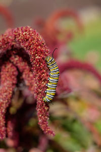 Close-up of insect on flower