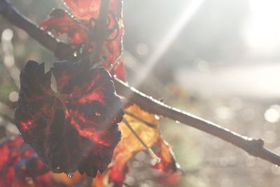 Close-up of red leaves in water