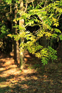 Close-up of fresh green plant