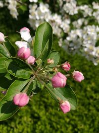 Close-up of pink flowering plant