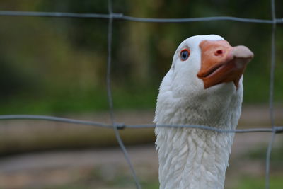 Close-up of bird seen through fence