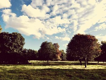 Trees on field against sky