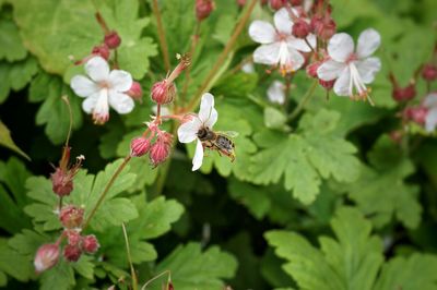 Close-up of insect on flower