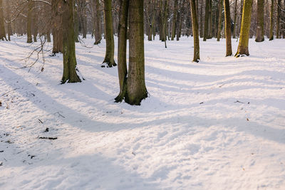 Trees on snow covered field