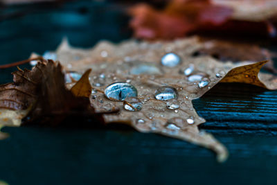 Close-up of wet leaves on water