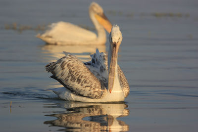 Close-up of duck swimming on lake