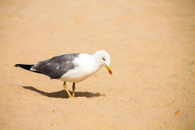 Seagull on a sand