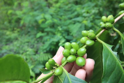 Cropped hand holding coffee crops at farm