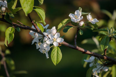 Close-up of flowering plant