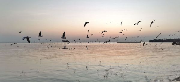 Flock of birds flying in the sky