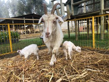 Sheep in a pen
