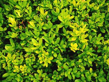 Full frame shot of leaves