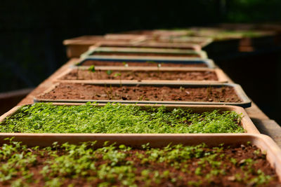 Planter boxes with seedlings growing.  