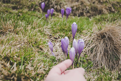Close-up of hand holding purple flowers growing in field
