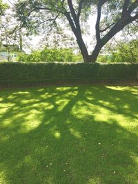 Plants growing on tree