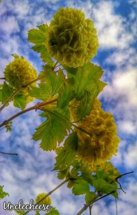 Low angle view of yellow flowers against cloudy sky