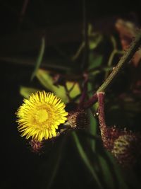 Close-up of yellow flower