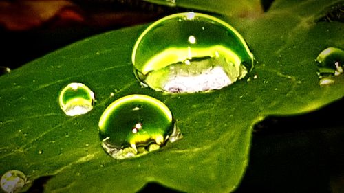 Close-up of water drop on green leaf