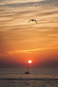 Silhouette bird flying over sea against sky during sunset