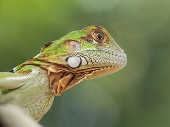 Close-up of a lizard