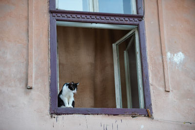 Cat on window of a building