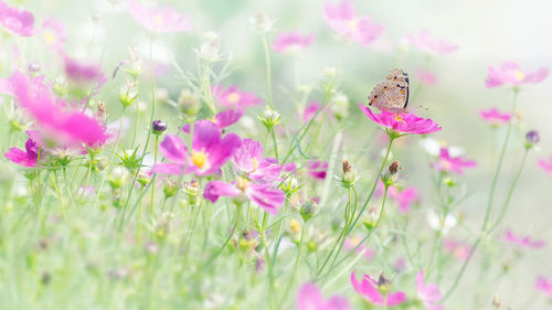 Close-up of butterfly pollinating on pink flower