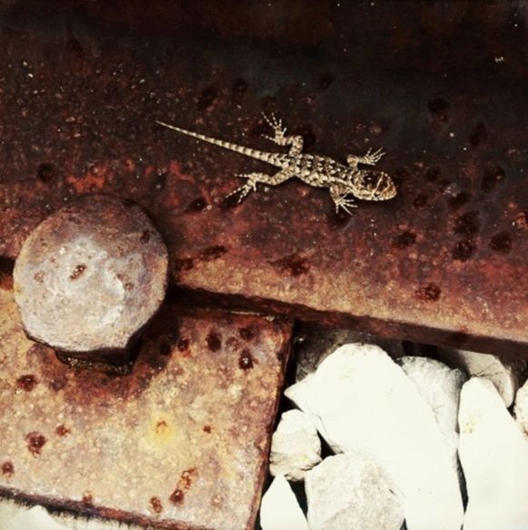 close-up, high angle view, still life, no people, abandoned, damaged, indoors, metal, day, selective focus, animal themes, ground, obsolete, deterioration, dead animal, rusty, insect, run-down, wall - building feature