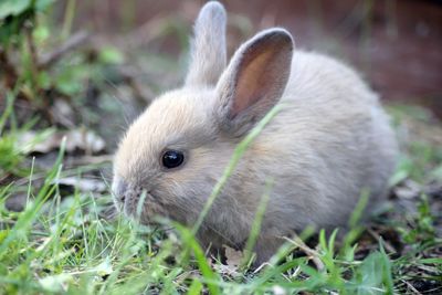 Close-up of a rabbit on field