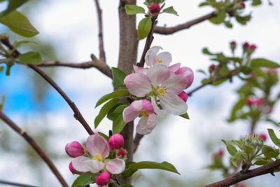 Close-up of pink cherry blossoms in spring