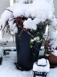 Close-up of frozen plant