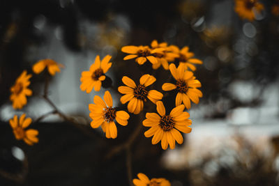 Close-up of yellow flowering plant